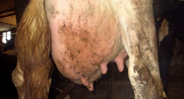 Jak a jak léčit mastitidu u krávy doma?